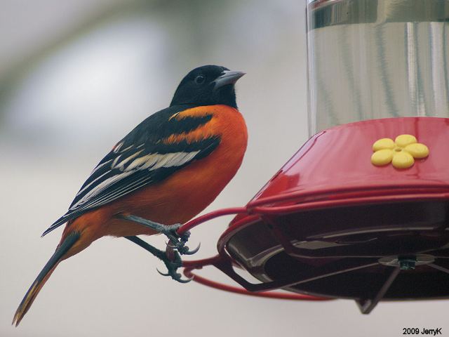 Baltimore Oriole